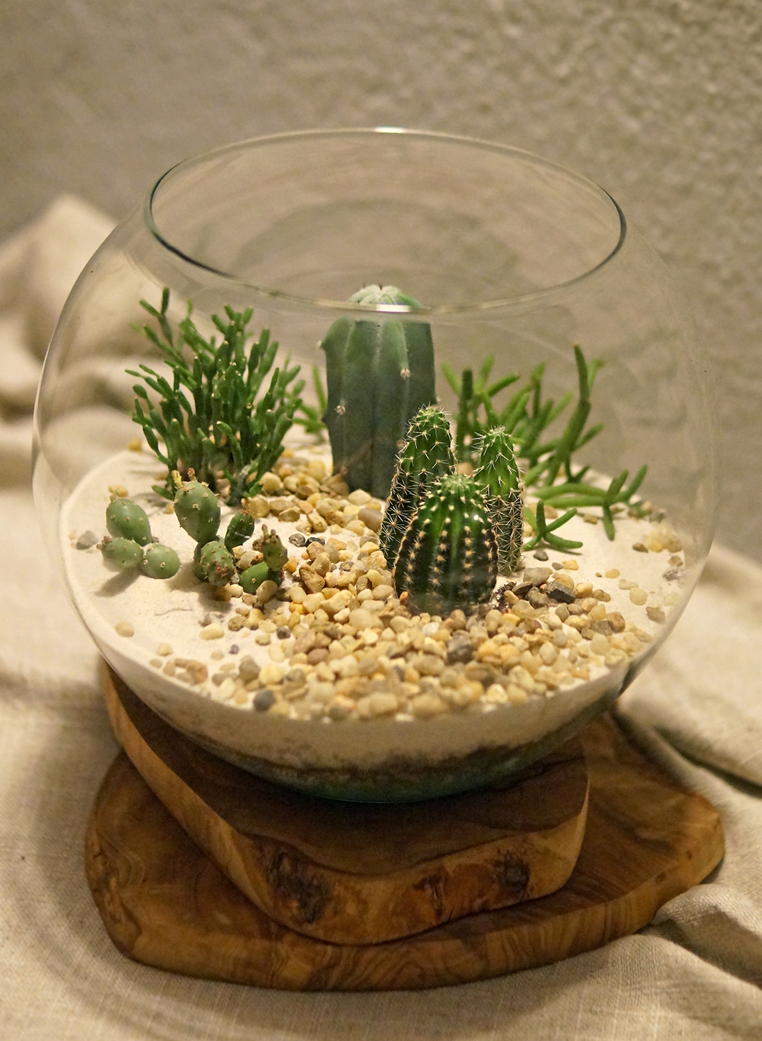 kaktusy w pustynnym terrarium