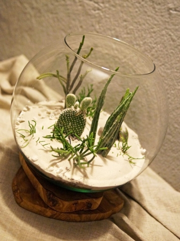 kaktusy i sukulenty zamknięte we wnętrzu szklanego terrarium pustynnego