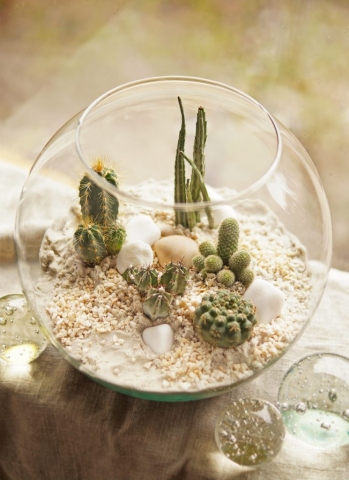 kaktusy w szklanym ekosystemie pustynnym